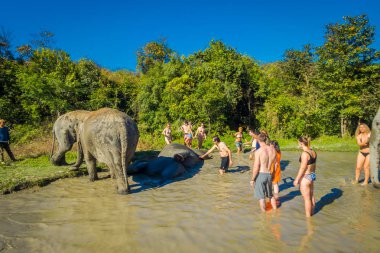 Chiang Rai, Tayland - 01 Şubat 2018: Tanımlanamayan insanlar büyük bir fil orman kutsal, fil spa, filler ile banyo keyfini yakın
