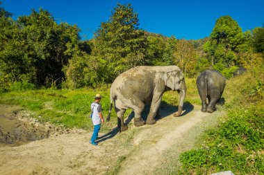 Chiang Rai, Tayland - 01 Şubat 2018: orman kutsal, fil spa, mavi gökyüzü ile muhteşem bir günde banyo Enjoy büyük filler yakın yürüyen kimliği belirsiz adam