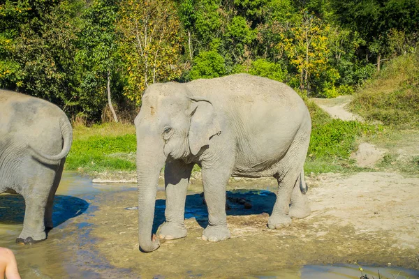 Vista al aire libre del enorme santuario de la selva de elefantes en Chiang Mai, listo para tomar un baño en el barro — Foto de Stock