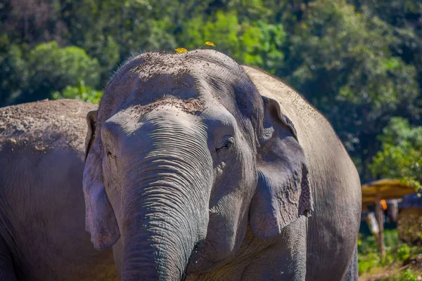 Acercamiento del elefante en el santuario de la selva del elefante en Chiang Mai, en un fondo borroso — Foto de Stock
