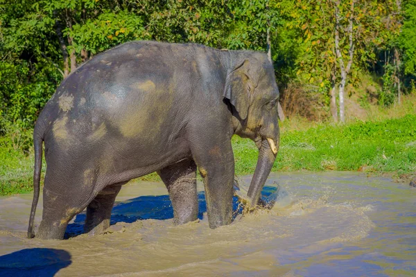 Hermosa vista al aire libre de enormes elefantes tomando un baño con barro en el santuario de la selva, Elefante spa, Disfrute de bañarse en Chang Mai — Foto de Stock