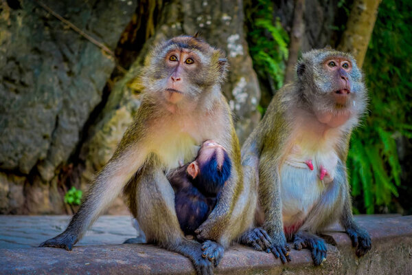 Close up of two female monkeys macaques crab-eaters one mom with his baby breastfeeding. Macaca fascicularis, area of buddhist monastery Tiger Cave Temple