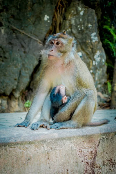 猴子猴猕猴的特写. 猕猴猴, 佛教寺院区虎洞寺 — 图库照片