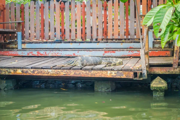 Vue extérieure de reptiles reposant dans un porche d'une maison flottante sur Bangkok — Photo