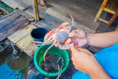 Bir yengeç çiftlik balık ahşap restoran deniz River, Krabi, Tayland Thailand onun elinde tutan adamın yakın çekim