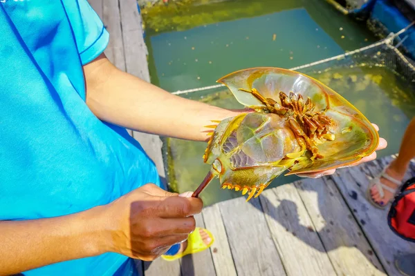 泰国南部甲米 townfish 农场男子手持马蹄蟹的户外视野 — 图库照片