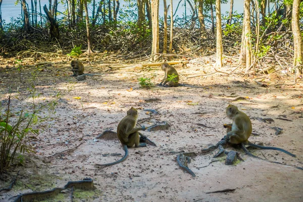 Zewnętrzny widok jedzących krab małp makaków, Macaca zmonopolizowanej, areał klasztoru buddyjskiej świątyni jaskini tygrysa — Zdjęcie stockowe