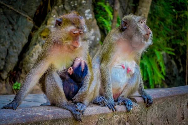 Detailní záběr ze dvou samic makaků krab jedlíci jedna maminka s jeho kojení dítěte. Macaca fascicularis, oblast buddhistického kláštera Tiger Cave Temple — Stock fotografie
