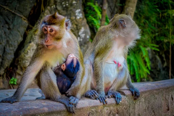 Zbliżenie dwóch samic małp makaków krab zjadacze jedna mama z jego dziecko piersią. Macaca zmonopolizowanej, areał klasztoru buddyjskiej świątyni jaskini tygrysa — Zdjęcie stockowe