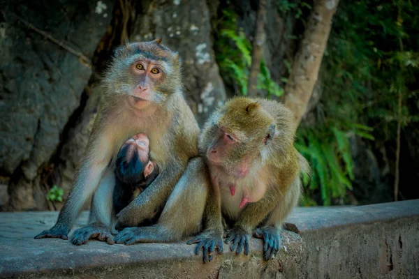 Venkovní pohled na dvě samice opic makaků krab jedlíci jedna maminka s jeho kojení dítěte. Macaca fascicularis, oblast buddhistického kláštera Tiger Cave Temple — Stock fotografie