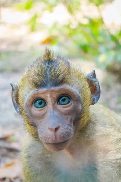 Ritratto di scimmia mangia granchi macaco lat. Macaca fascicularis seduta sui piedi umani, area del monastero buddista Tempio delle Grotte di Tigre — Foto Stock