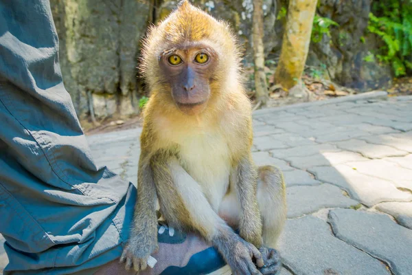 Primer plano de monos macacos come cangrejos lat. Macaca fascicularis sentado en pies humanos, área del monasterio budista Tiger Cave Temple —  Fotos de Stock