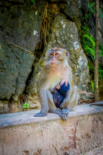 Zbliżenie małp makaków krab zjadacze lat Mama ze swoim dzieckiem. Macaca zmonopolizowanej, areał klasztoru buddyjskiej świątyni jaskini tygrysa — Zdjęcie stockowe