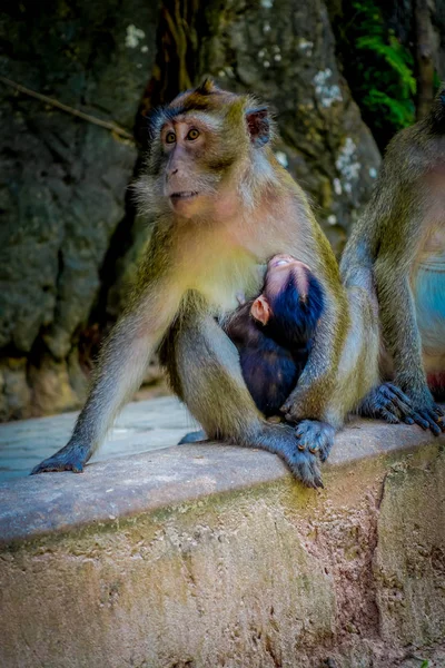 Primer plano de monos macacos devoradores de cangrejos madre lat con su bebé. Macaca fascicularis, área del monasterio budista Tiger Cave Temple — Foto de Stock