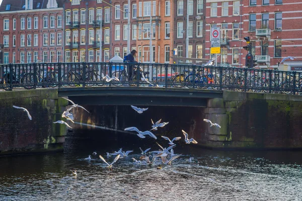 Amsterdam, Niederlande, märz, 10 2018: menschen spazieren auf einer alten steinernen brücke im historischen teil von amsterdam, mit ein paar möwen und enten im wasser, in niederländern — Stockfoto