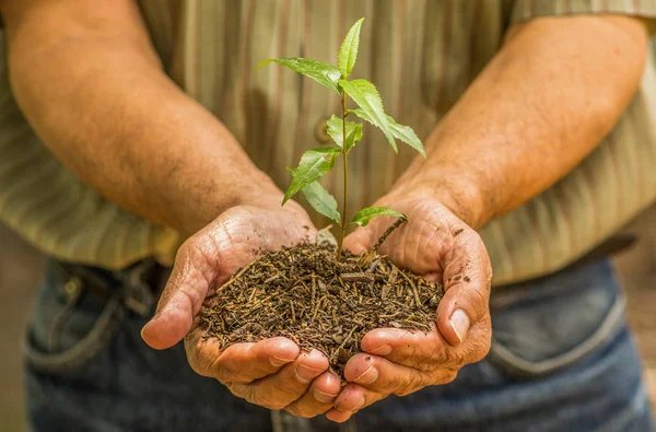 Sopra la vista di due mani che tengono e si prendono cura di una giovane pianta verde, piantano alberi, coltivano un albero, amano la natura, salvano il mondo — Foto Stock