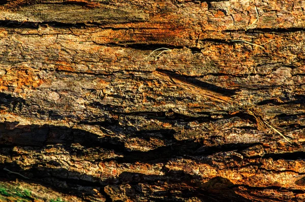 Primer plano de los detalles de la textura de madera antigua árbol real. Fondo de madera con estructura marrón. Bosque natural rústico foto — Foto de Stock