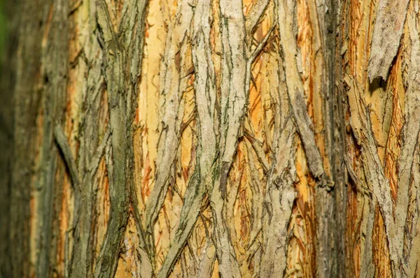 本物のツリーの古い木製テクスチャの細部のクローズ アップ。茶色の構造木材の背景。天然林の素朴な写真 — ストック写真