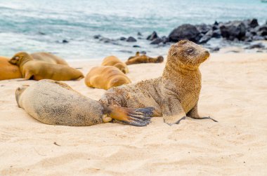 Güzel bebek deniz aslanı san cristobal galapagos Adaları'nda