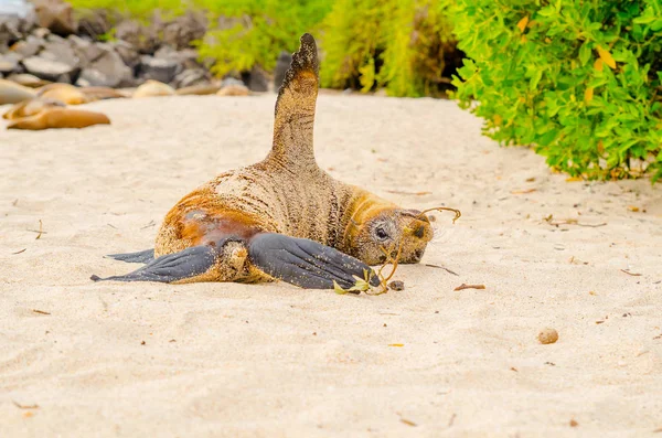 Mooie baby Zeeleeuw in san cristobal galapagos eilanden — Stockfoto