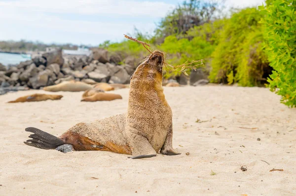 Belo leão marinho nas ilhas de San Cristobal Galápagos — Fotografia de Stock