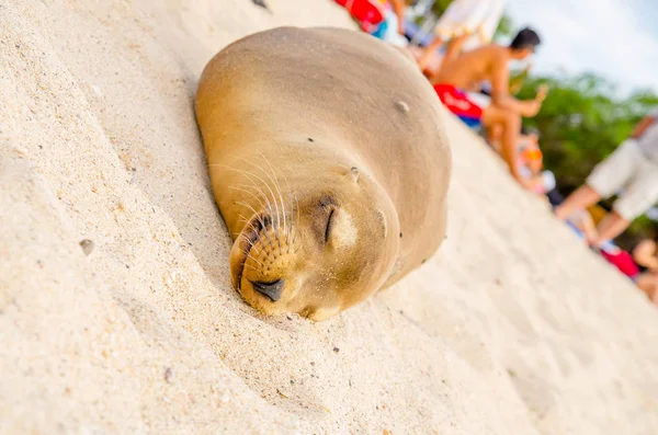 Beautiful baby sea lion in san cristobal galapagos islands — Stock Photo, Image