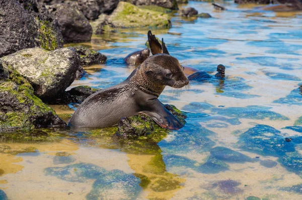 Prachtige zwarte baby Zeeleeuw in san cristobal galapagos eilanden — Stockfoto