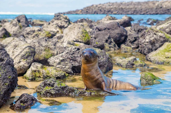 Mooie zwarte baby Zeeleeuw in san cristobal galapagos eilanden — Stockfoto