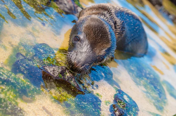 Lindo leão-marinho bebê preto em San Cristobal Galápagos ilhas — Fotografia de Stock