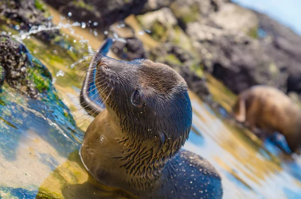 Lindo leão-marinho bebê preto em San Cristobal Galápagos ilhas — Fotografia de Stock