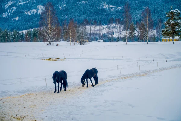 Norveç 'te güzel kış manzaralı bir Norveç fiyordu at gallops — Stok fotoğraf