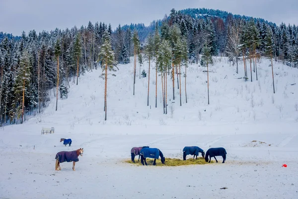 Norveç 'te güzel kış manzara Norveç fiyordu at gallops güzel görünümü — Stok fotoğraf