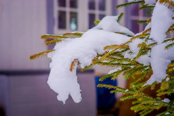 Κοντινό πλάνο της πράσινα κλαδιά του πεύκου που καλύπτονται με χιόνι μέσα σε πευκόφυτο δάσος στη Νορβηγία — Φωτογραφία Αρχείου