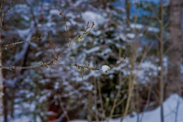 Selectieve focus van takken van dennen bedekt met sneeuw in het dennenbos in Noorwegen — Stockfoto