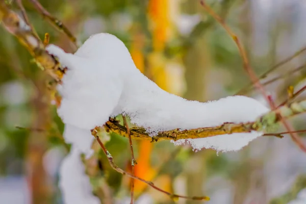 Επιλεκτική εστίαση των ξηρών υποκαταστημάτων του πεύκου που καλύπτονται με χιόνι μέσα στο πευκόδασος στη Νορβηγία — Φωτογραφία Αρχείου