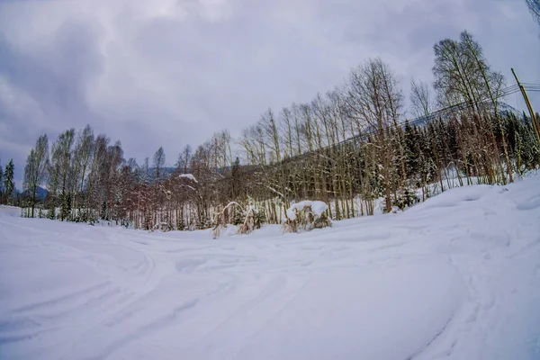 Fenyves erdő belsejében a norvég erdő hóval borított szabadtéri megtekintése — Stock Fotó