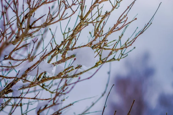 Gros plan de la mise au point sélective od branches de pins secs recouvertes de neige à l'intérieur de la forêt en Norvège — Photo