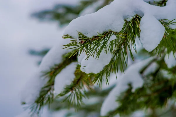 Κοντινό πλάνο της επιλεκτικής εστίασης από πράσινα κλαδιά του πεύκου που καλύπτονται με χιόνι μέσα σε πευκόφυτο δάσος στη Νορβηγία — Φωτογραφία Αρχείου