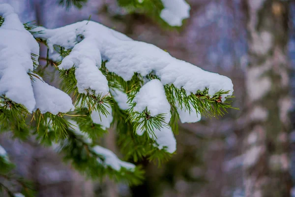 Επιλεκτική εστίαση του πράσινα κλαδιά του πεύκου που καλύπτονται με χιόνι μέσα σε πευκόφυτο δάσος στη Νορβηγία — Φωτογραφία Αρχείου
