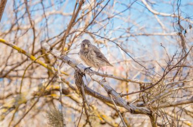 Gri Ötleğen-Finch Certhidea fusca cinerascens Espanola Adası, Galapagos üzerinde yem