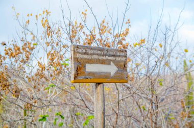 Galapagos, Ekvador, 19 Mart 2018: Isabela Adası'ndaki mangrovboyunca yol boyunca bilgilendirici ahşap tabela. Galapagos Adaları