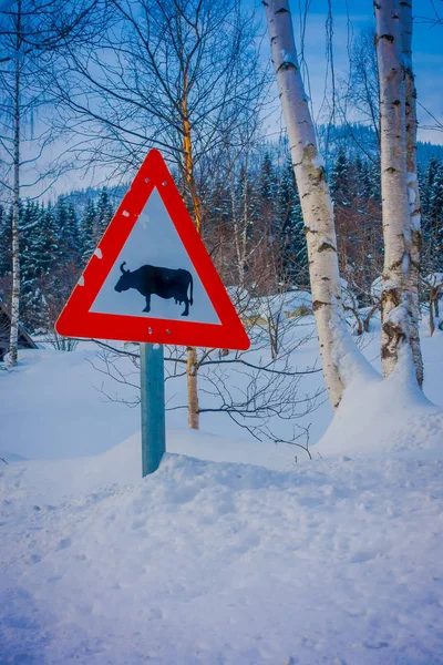 Περιοχή: Valdres, Νορβηγία - 26 Μαρτίου 2018: Εξωτερική άποψη της εισόδου των ταύρων διασχίζοντας τη μια πλευρά του δρόμου, με το χιόνι και τον πάγο σε το δάσος της Νορβηγίας το χειμώνα — Φωτογραφία Αρχείου