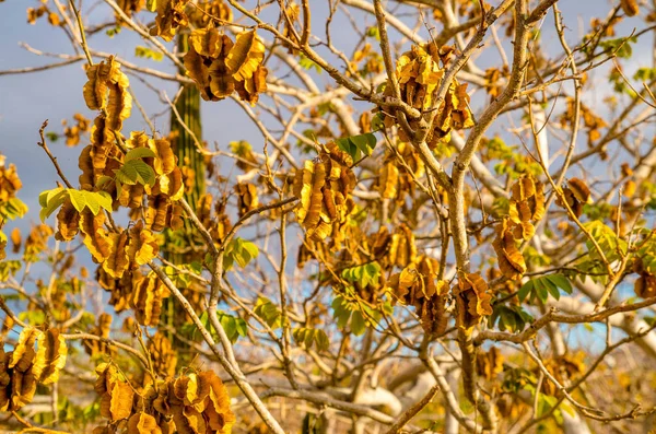 갈라파고스 제도의 제노베사 섬의 마른 뒤틀린 나무에 마른 씨앗을 가까이서 볼 수 있습니다. — 스톡 사진