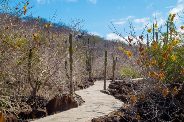 Panorama of wooden path way across the mangrove on Isabela Island. Galapagos Islands — Stock Photo, Image