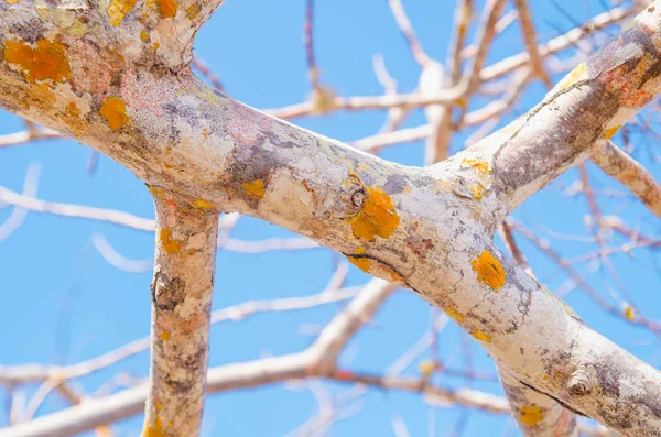 Landscape of dry twisted gnarled trees on Genovesa Island in the Galapagos Islands — Stock Photo, Image