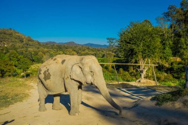 Büyük fil orman sığınak Chiang Mai açık görünüm
