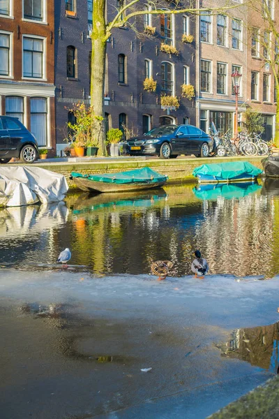 荷兰阿姆斯特丹, 3月, 10 2018: 一些汽车停放在阿姆斯特丹运河附近的一条小船的户外风景, 在冰上有鸭子, 阿姆斯特丹是荷兰人口最多的城市。 — 图库照片