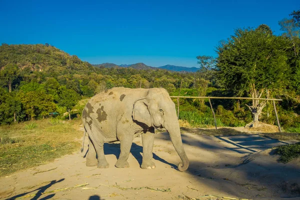 Außenansicht des riesigen Elefanten Dschungel Heiligtum in chiang mai — Stockfoto