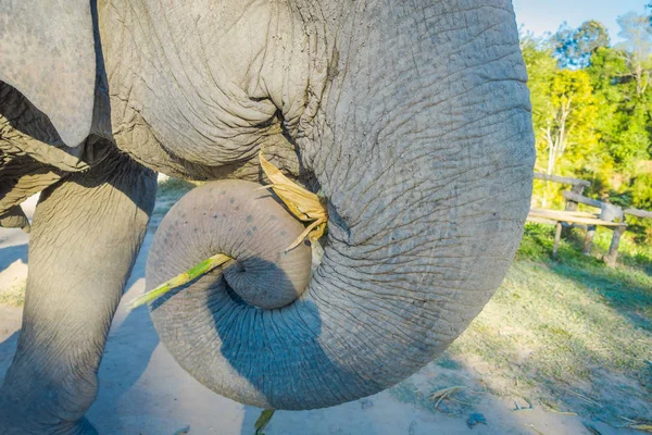 Close-up de foco seletivo da boca de elefante e tronco de um enorme elefante fêmea comendo, em um Santuário da Selva em Chiang Mai durante um dia ensolarado — Fotografia de Stock