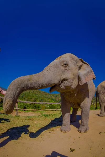 Linda vista ao ar livre de belo elefante enorme em um dia ensolarado lindo com céu azul esticando o tronco pedindo comida, em um santuário na selva em Chiang Mai — Fotografia de Stock